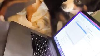 Try Not To Laugh Dogs And Cats ???? - Best Funniest Animals Video 2024