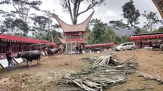 Hundreds of millions of buffalo are sacrificed in a traditional event in Toraja, Indonesia