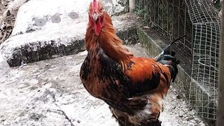 Viral Ayam berbulu kaki aneh