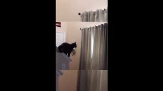 Funny animals - Funny cats / dogs - Funny animal videos 2023