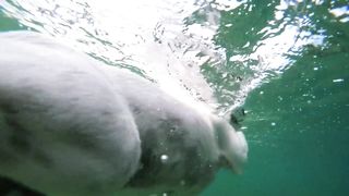 funny dog swimming in the water sea