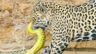 "The Brutality of Nature: Jaguar Predation on Python and Crocodile in a Deadly Arena"