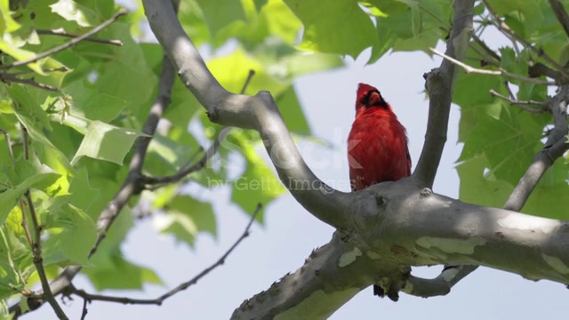 Northern Cardinal, Virginia - Febspot