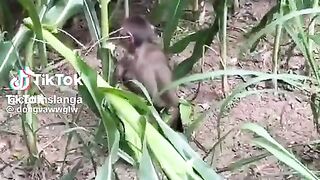 MONKEY AND CORN