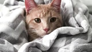 Cute Cat Pic's