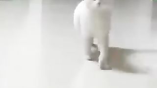 Funny Cats