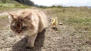 This is how the cat tamed the duckling!The cat took the little duck to swim in the sea.So funny cute.