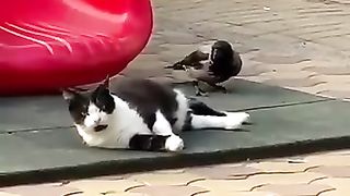 Funny Animal Video