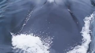 The Best Blue Whale Drone Footage