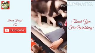 ???? FUNNIEST DOG????COMPILATION???? - PETLOVERS PH