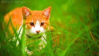 4k Animals Video????। 4k Pet Animals । 4k Animals Collection????️। 4k Cat Video????। 4k Dog Video????। 4k Nature