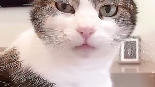 Funny cats