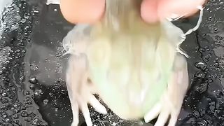 Eating frog