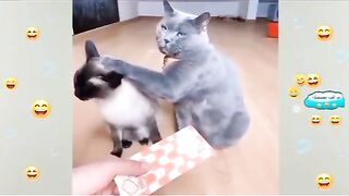 Funny cats