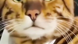 Funny animals 2023???? - Funniest Cats and Dogs Video????????332 #shorts.