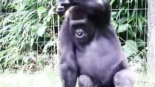 WWE Smackdown funny animals: monkeys and gorillas fighting really make you laugh out loud, entertaining to watch #virall