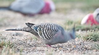 Crested Pigeon (Ocyphaps lophotes)