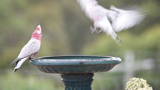 Galahs (Eolophus roseicapilla)