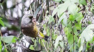 Golden winged sparrows foraging in the bushes