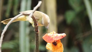 Grey-eyed Bulbul