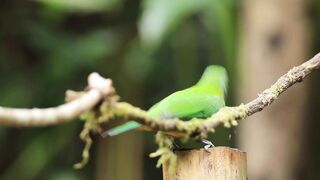 Leafbird