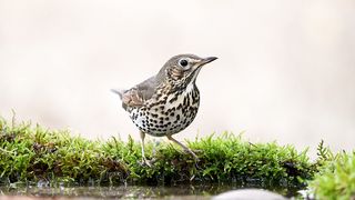 Song Trush Turdus philomelos on the forest puddle Slow motion