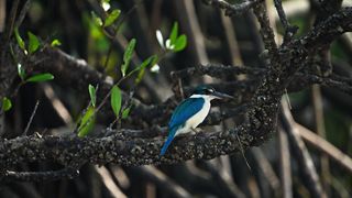 Collared Kingfisher in Sundarbans Mangroves forest in India