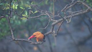 Brown-Winged Kingfisher in Sundarbans Mangroves forest in India