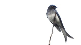 White-bellied Drongo on Tree top rare bird