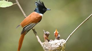 Asian Paradise Flycatcher feeding