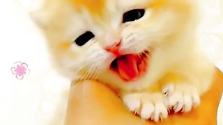 Funny cat: can be joked with and makes you laugh