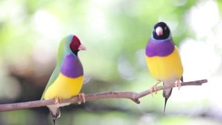 Gouldian Finch Courting Dance