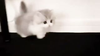 Cute Cat fun by Faisal