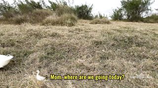 funny and cute????! A group of cows were surprised❗️! The mother cat actually took the ducks swimming.