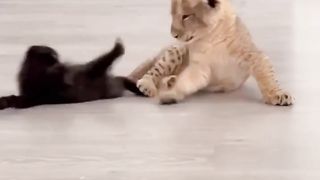 Funny animals