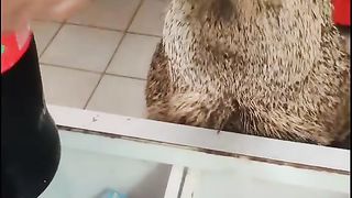 The boar came to get a coke