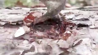 Making a log stove and cooking meat on natural stone... #nature #outdoorcooking #meat #chef #shorts