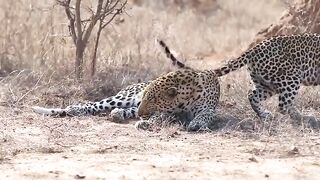 Female Leopard wakes up male for attention