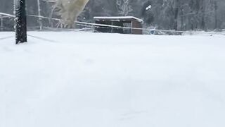 A white peacock flying in the snow