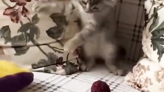 Funny cat