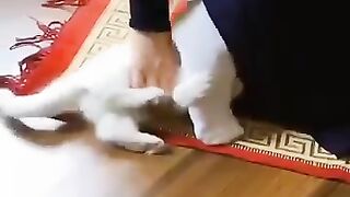 Kittens playing with people in prayer