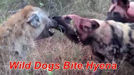 Wild Dogs Bite Hyena Predatory lions - Amazing Videos. by Predators on ...