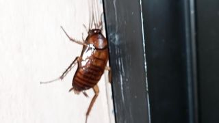 The excited cockroach