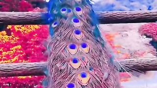 Beautiful peacock feathers