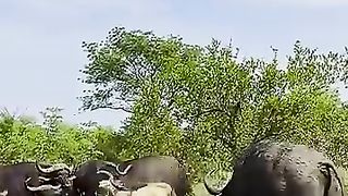 Herd_of_Buffaloes_Tramples_Old_Male_Lion_in_Epic_Battle_