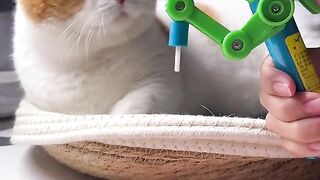 Funny cat video / Funny moments