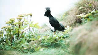 Video about cool birds in the mountains