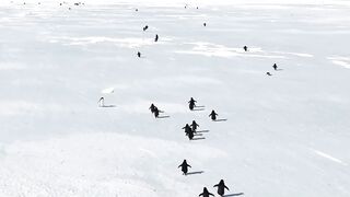 Wonderful Penguins walking