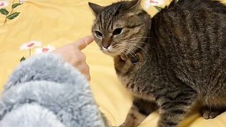 Nice cat faney video