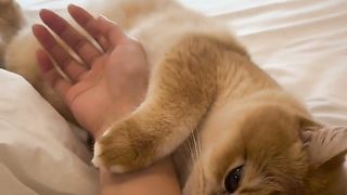 Nice cat faney video